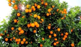 مدیریت تنش گرما در نخیلات و مرکبات
