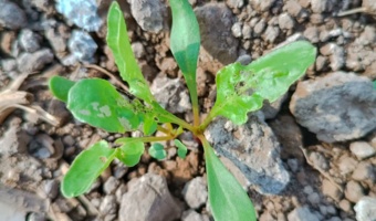 پایش آفات چغندرقند در مزارع ازدیادی مرکز تحقیقات و آموزش کشاورزی و منابع طبیعی صفی‌آباد دزفول
