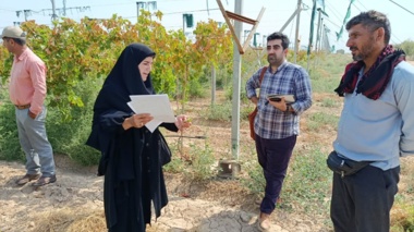 کشت زیر سایبان انگور در منطقه میاندوآب شهرستان شوشتر