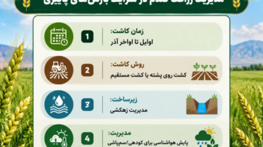 توصیه‌های فنی محققان مرکز تحقیقات کشاورزی صفی‌آباد برای کشت گندم در پاییز پربارش